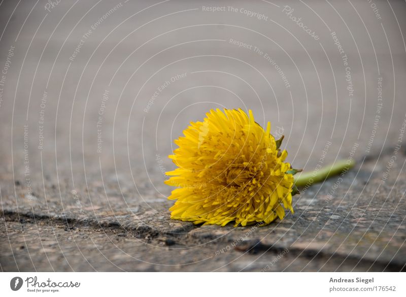 city life Colour photo Close-up Deserted Copy Space top Neutral Background Day Shallow depth of field Environment Nature Plant Earth Spring Climate Flower