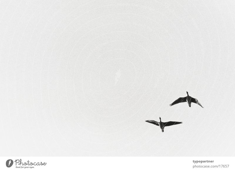 migrating greylag geese Goose Flying Sky Black & white photo