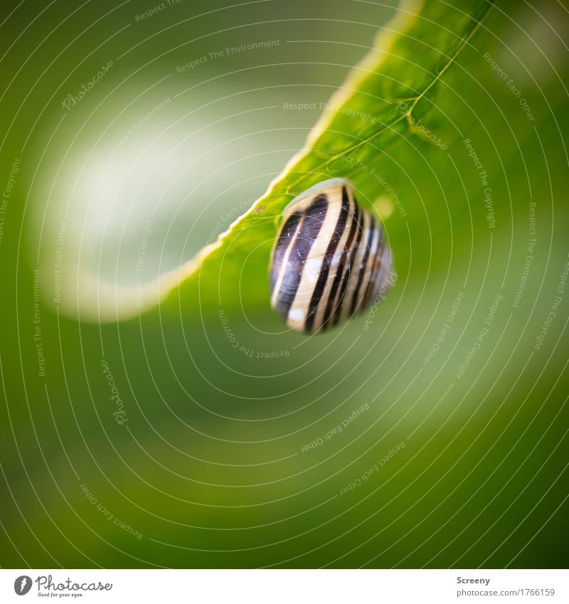 House upside down... Nature Plant Animal Leaf Meadow Field Forest Snail Snail shell 1 Hang Small Green Hide Hidden Colour photo Exterior shot Close-up