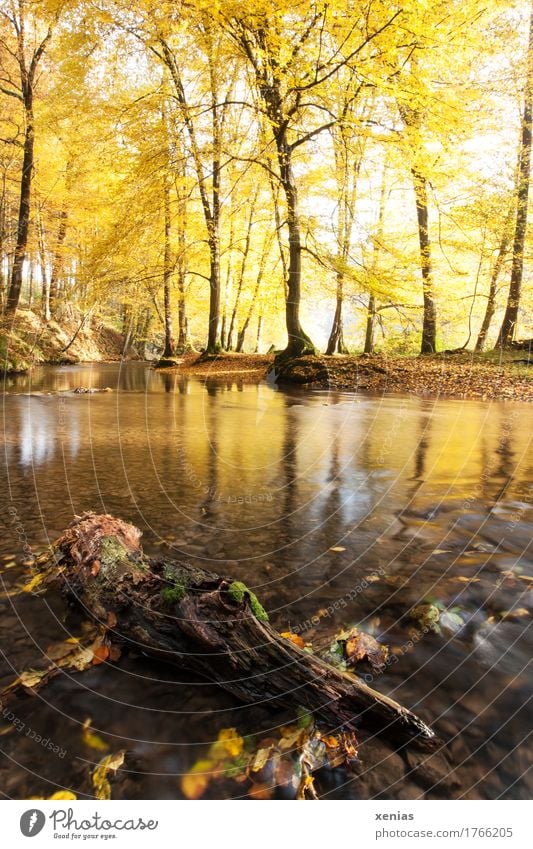 Long-term exposure: Tree trunk in a stream with autumnal yellow trees Brook Autumn River Hiking Nature Landscape Forest Mountainous area Wood Relaxation Brown