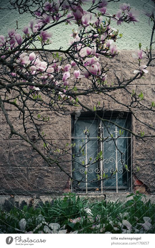 magnolia and steel Colour photo Exterior shot Nature Spring Plant Exotic Magnolia tree Magnolia blossom House (Residential Structure) Wall (barrier)
