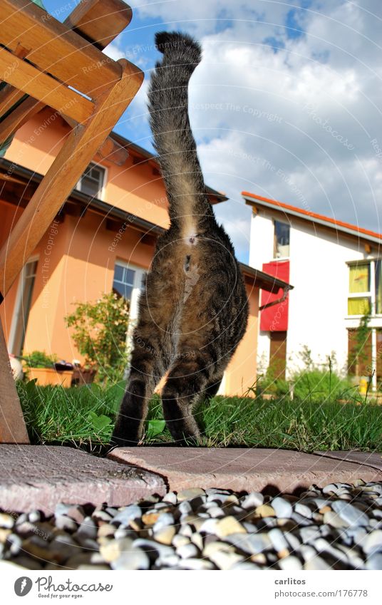 realistic, honest photography Pet Walking Snapshot Caught by a speed camera Paparazzo Stalking Harass Pursue sensationalism tabloids Scandal Cat Flash photo