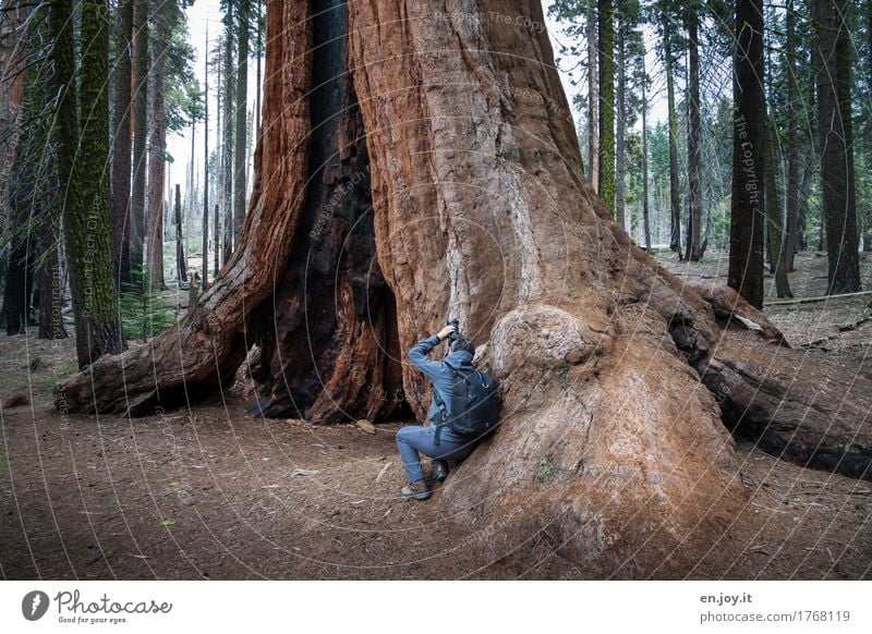 live on solid ground Take a photo Vacation & Travel Tourism Man Adults 1 Human being Nature Landscape Plant Tree Redwood Tree trunk Forest Sequoia National Park