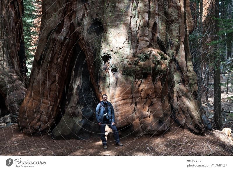 who are we... Take a photo Vacation & Travel Tourism Adventure Man Adults 1 Human being 30 - 45 years 45 - 60 years Nature Landscape Plant Tree Redwood