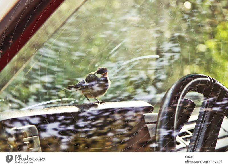 BirdPerspective Environment Nature Transport Motoring Vehicle Car Hitchhike Animal Wild animal 1 Steering wheel Car Window Scream Wait Small Cute Fear Rescue
