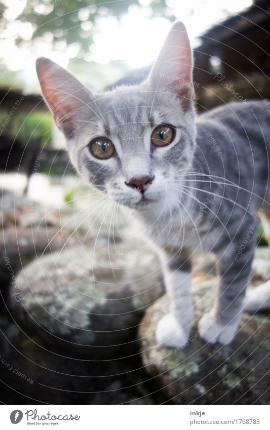 Corsican kitten Animal Cat Animal face 1 Baby animal Looking Small Curiosity Cute Gray Interest Colour photo Exterior shot Close-up Deserted Day Light Contrast