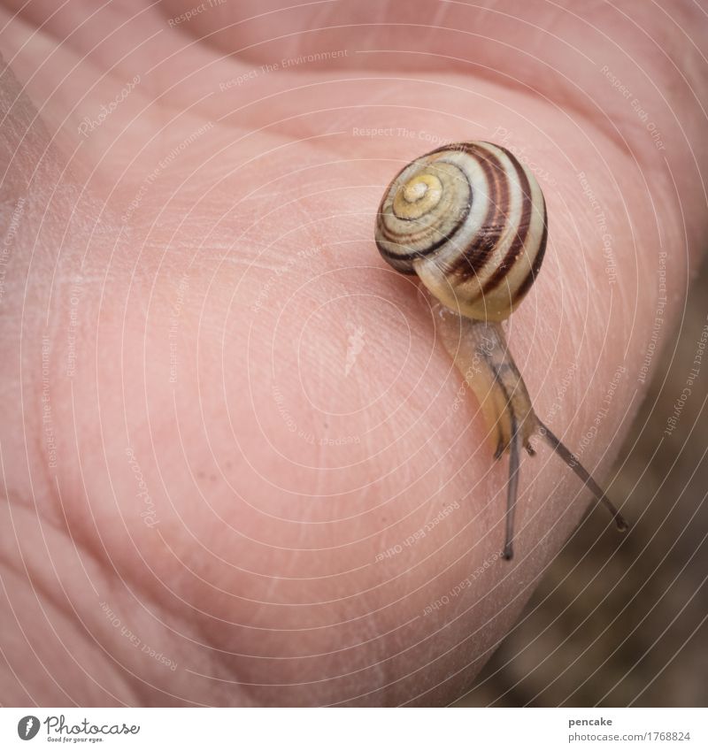 Let's get close. Hand Animal Snail 1 Communicate Carrying Hiking Colour photo Exterior shot Close-up Macro (Extreme close-up) Copy Space left Copy Space middle