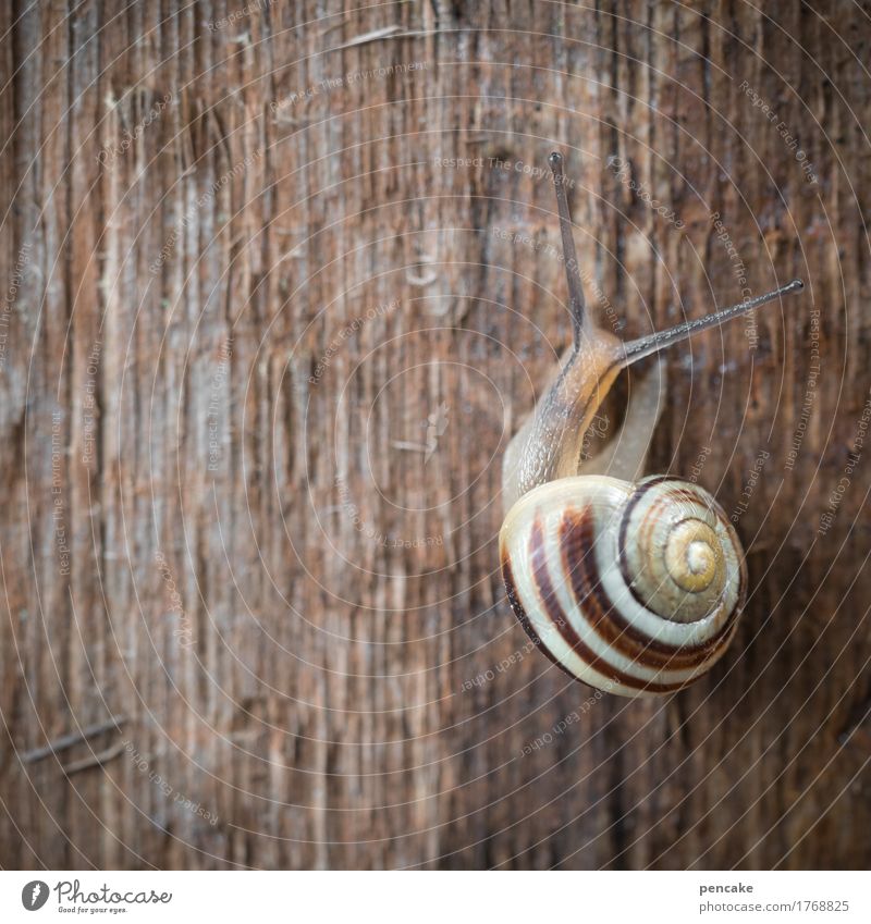 6 Animal Snail 1 Wood Sign Authentic Natural Slowly Wait Snail shell Feeler Colour photo Subdued colour Exterior shot Pattern Structures and shapes