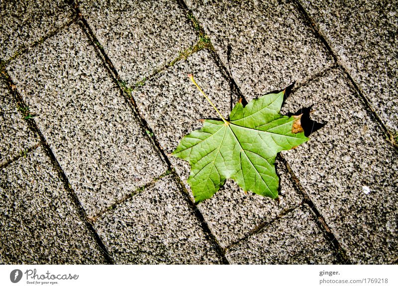 Ne corner autumn (leaf on paving stones) Environment Summer Leaf Gray Green Maple leaf Paving stone Cobbled pathway Lanes & trails Rachis Shriveled Brown