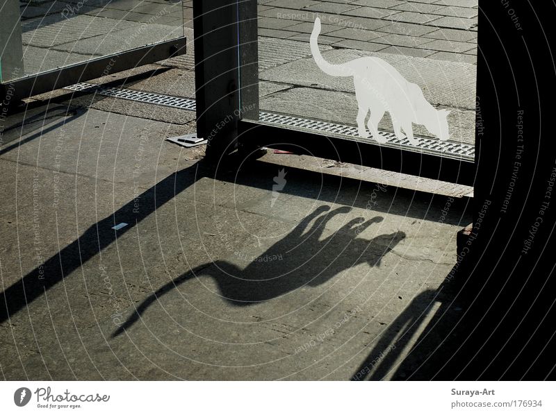 CATWALK Colour photo Exterior shot Day Shadow Back-light Building Door Cat Glass Sign Discover Going Hunting Esthetic Astute Gray Black White Watchfulness Life