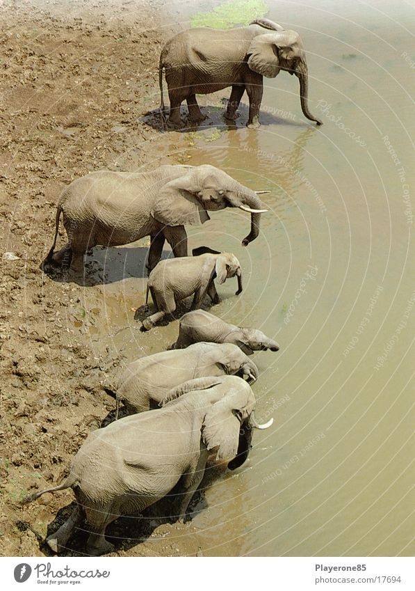elephants Elephant Africa Water