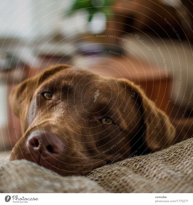 Labrador, chocolate-coloured, animal portrait Flat (apartment) Animal Pet Dog Animal face 1 Lie Looking Friendliness Beautiful Brown Contentment Trust
