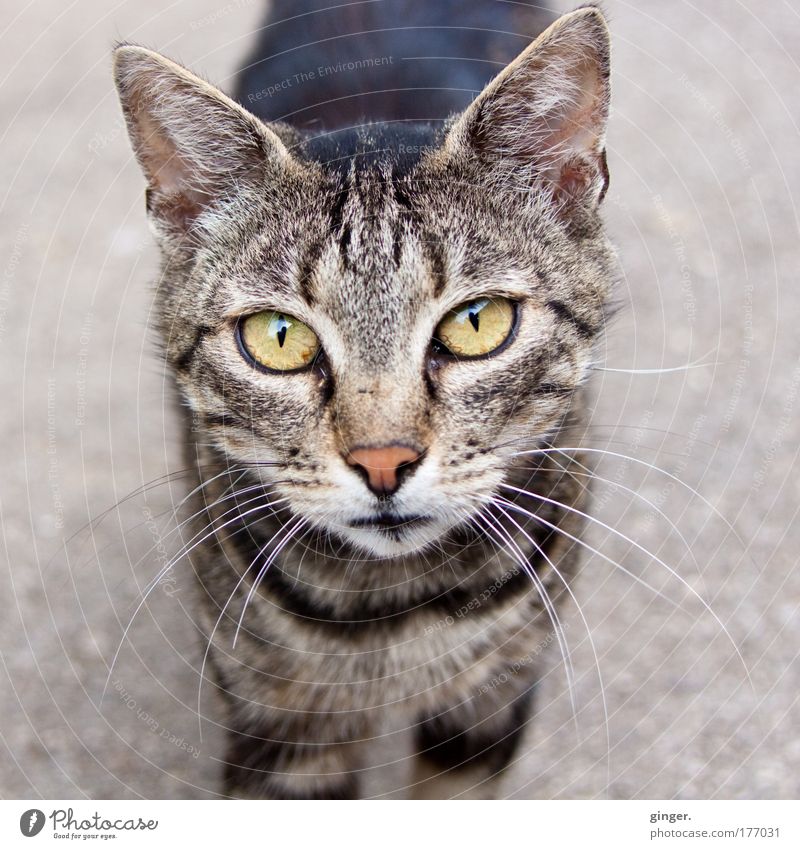 Do you have any treats for me? Animal Pet Cat Animal face 1 Looking Authentic Curiosity Cute Cat eyes Meow Striped Free-living Prowl Street cat Baby animal