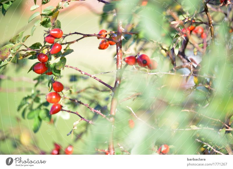 early autumn Fruit Nature Plant Autumn Climate Beautiful weather Bushes Leaf Wild plant Rose hip Field Bright Green Red Moody Colour Environment Change