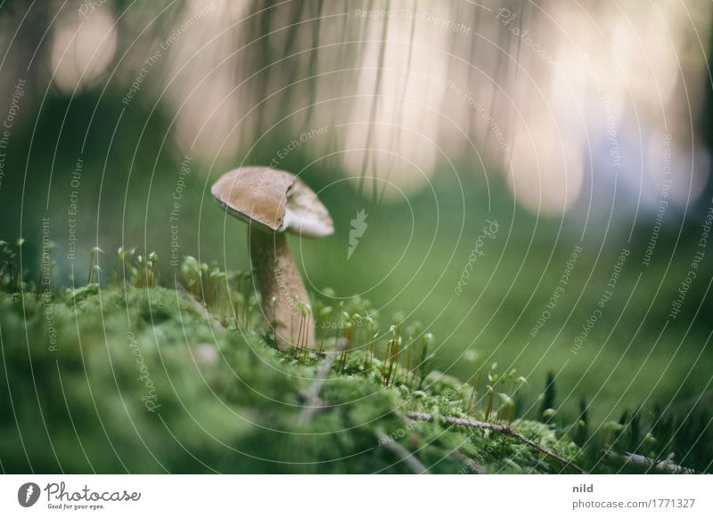 Mushroom 1 Environment Nature Landscape Plant Moss Forest Growth Brown Green Mushroom picker Colour photo Exterior shot Close-up Detail Copy Space right Day