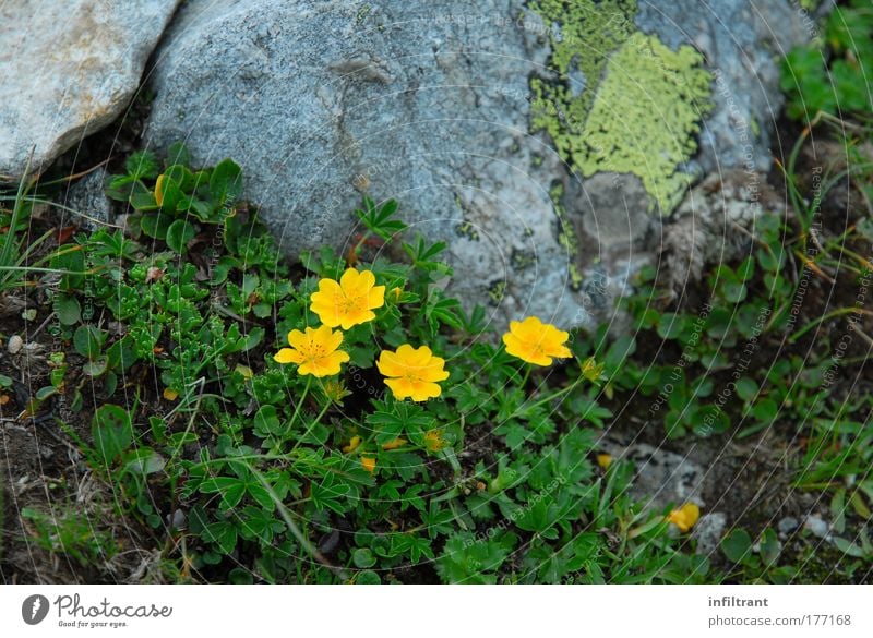 little flowers Colour photo Exterior shot Close-up Deserted Copy Space top Day Shadow Deep depth of field Worm's-eye view Environment Nature Landscape Summer