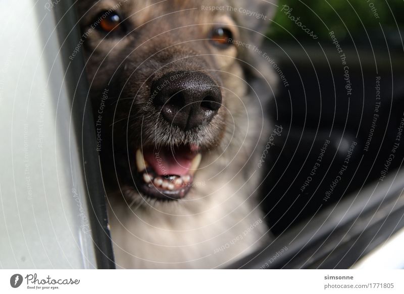 Dog looks out of a car Lifestyle Joy Well-being Summer Warmth Road traffic Motoring Vehicle Car Animal Pet Paw 1 Hot Funny Point Feminine Safety Protection