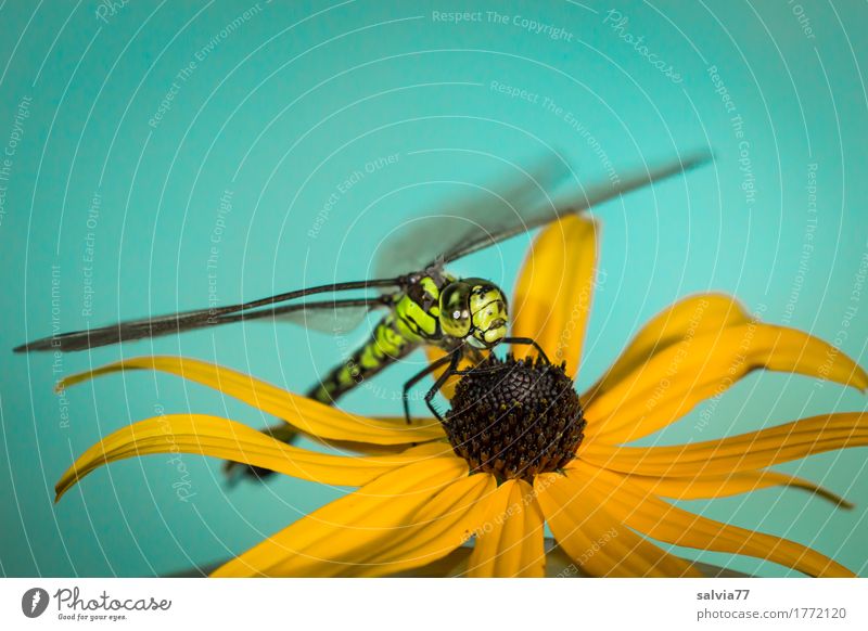 flight pause Nature Plant Animal Summer Beautiful weather Blossom Wild animal Animal face Wing Dragonfly Dragonfly wing 1 Observe Blue Yellow Green Watchfulness