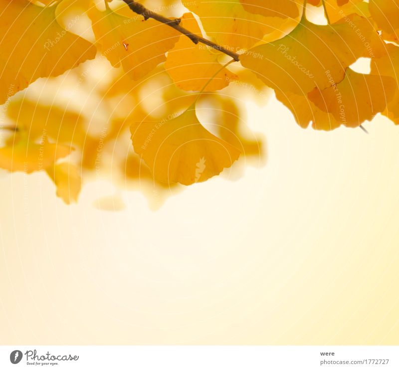 ginko leaves Nature Plant Autumn Tree Leaf Gold biloba flora and fauna Ginko ginkgoaceae ginkgoales Autumn leaves Autumnal colours Background picture