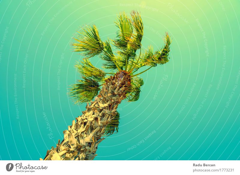 Green Palm Tree On Clear Blue Sky Exotic Vacation & Travel Summer Sun Beach Island Environment Nature Landscape Plant Cloudless sky Wind Natural Multicoloured