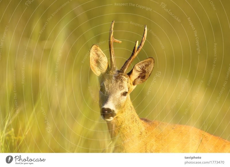 portrait of wild roe deer buck Beautiful Playing Hunting Summer Woman Adults Man Nature Animal Grass Meadow Forest Fur coat Natural Cute Wild Brown Green Roe