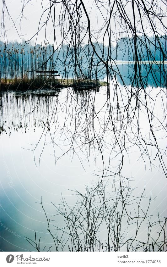 Covered Environment Nature Landscape Plant Water Sky Horizon Tree Wild plant Twig Pond Lake Hang Thin Authentic Bright Many Calm Longing Wanderlust Loneliness