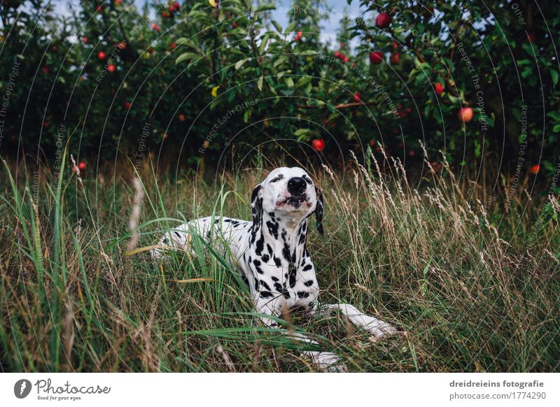 Dalmatian lies in the grass and eats an apple Animal Pet Dog 1 Eating Lie Sit Brash Friendliness Happy Natural Green Contentment Joie de vivre (Vitality) Senses