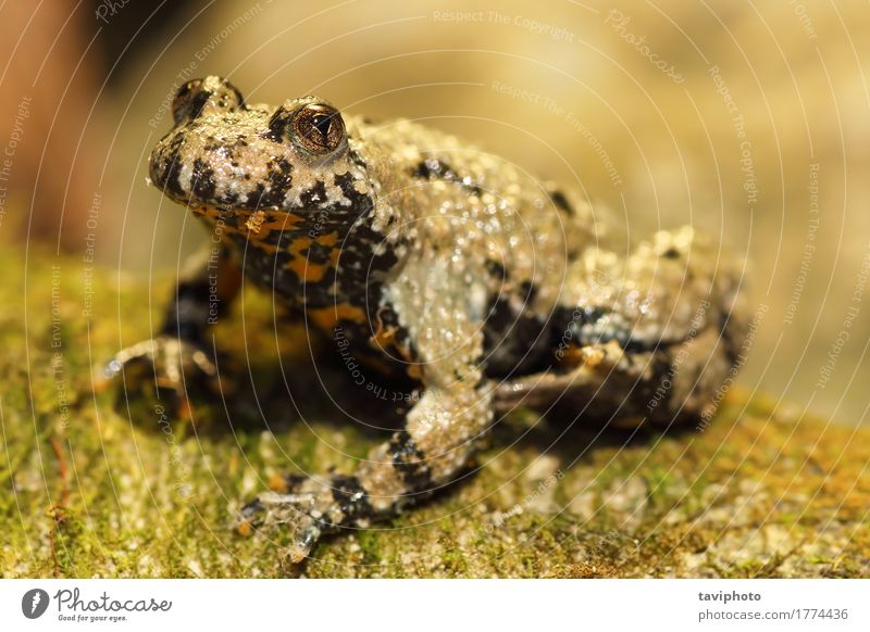 yellow bellied toad Skin Garden Nature Landscape Animal Moss Forest Pond Wild animal Sit Brown Yellow Toad frog bombina variegata amphibian wildlife