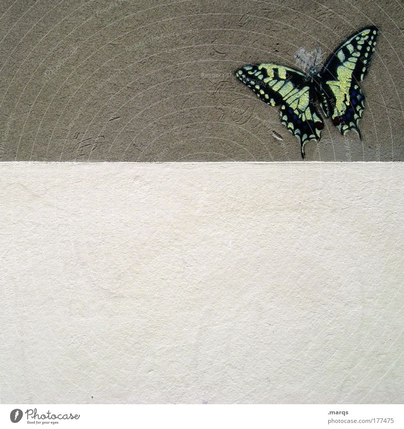 crashed butterfly Subdued colour Exterior shot Copy Space bottom Copy Space middle Lifestyle Exotic Animal Wall (barrier) Wall (building) Butterfly 1 Concrete