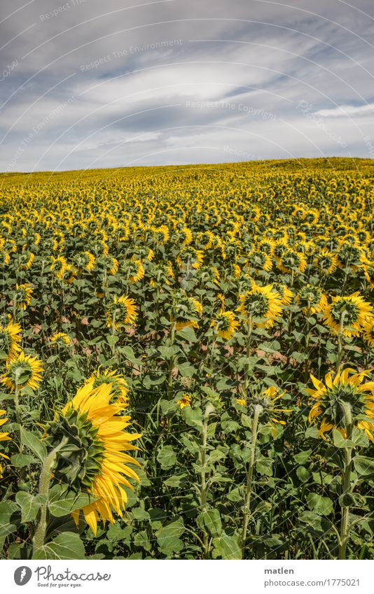to look away Landscape Plant Sky Clouds Storm clouds Horizon Autumn Weather Bad weather Field Infinity Yellow Gray Green White Sunflower Looking away