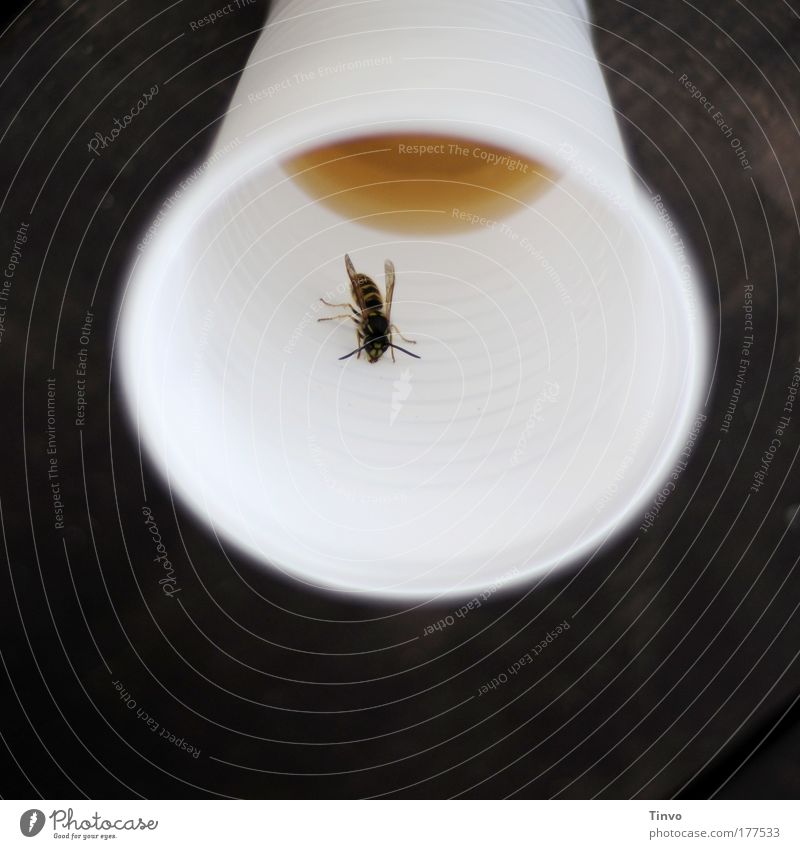 Wasp in drink Colour photo Exterior shot Close-up Copy Space bottom Day Shadow Contrast Candy Picnic Beverage Juice Tea Alcoholic drinks Mug Grand piano 1 Crawl