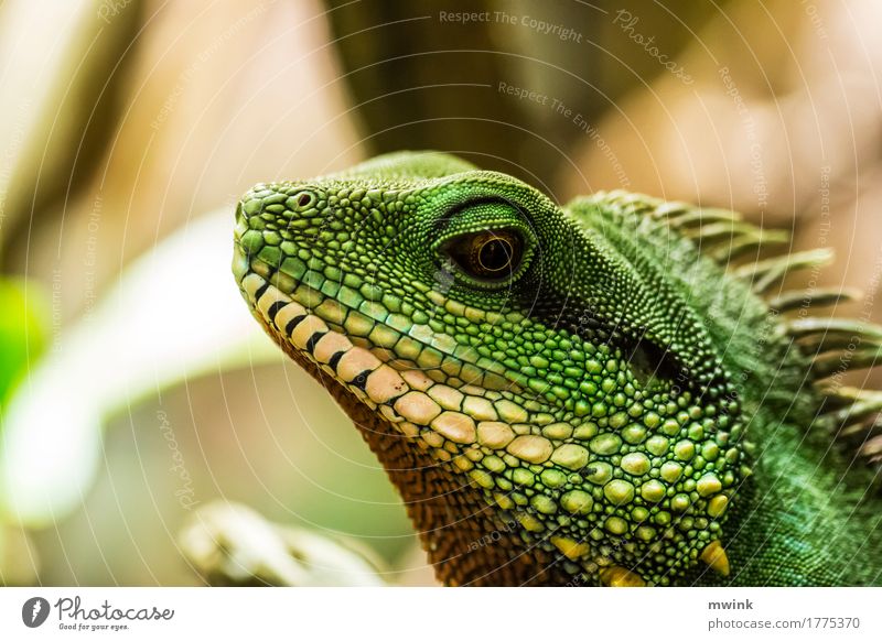 iguana Nature Wild animal Zoo 1 Animal Hunting Looking Esthetic Athletic Exotic Speed Strong Yellow Green Bravery Willpower Determination Adventure beauty color