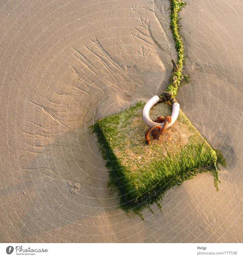 Moss-covered mooring line on a sandy beach Colour photo Subdued colour Exterior shot Detail Deserted Copy Space left Copy Space top Evening Shadow Sunlight