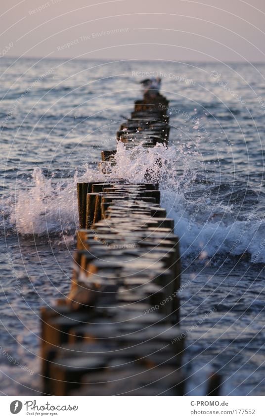 Not on the groynes! Colour photo Exterior shot Copy Space top Evening Twilight Sunrise Sunset Deep depth of field Nature Elements Air Water Drops of water Waves