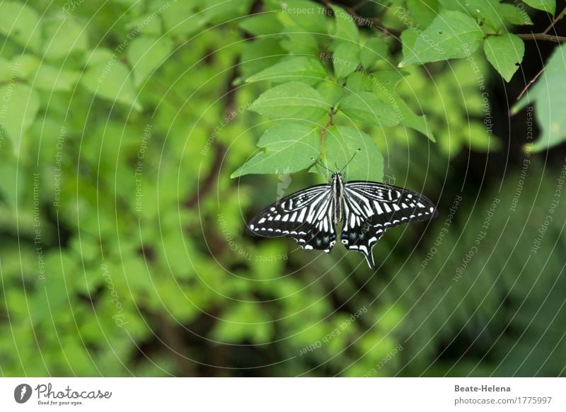 broken wings Beautiful Environment Animal Summer Park Asia Japan Butterfly Flying Esthetic Exceptional Black White Willpower Contentment Movement Uniqueness
