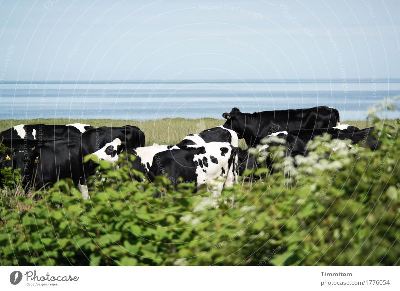 Together. Vacation & Travel Environment Nature Plant Animal Water Grass Bushes North Sea Denmark Farm animal Cow Group of animals Stand Blue Green Black White