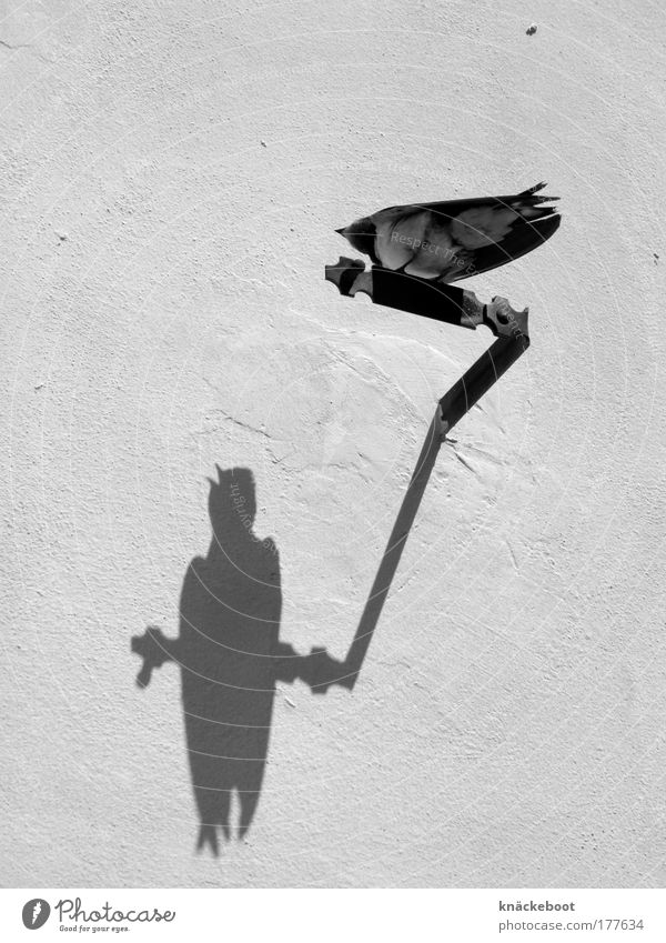 birds Black & white photo Exterior shot Day Shadow Contrast Summer Wall (barrier) Wall (building) Animal Bird 1 Free