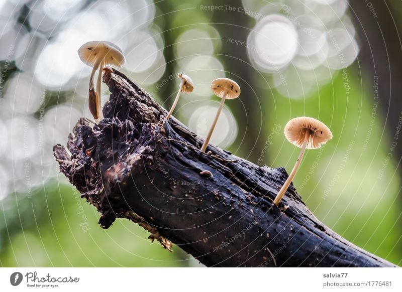 Play of light Nature Plant Earth Autumn Wild plant Mushroom Forest Glittering Growth Together Natural Above Health care Contentment Transience Change Sprout