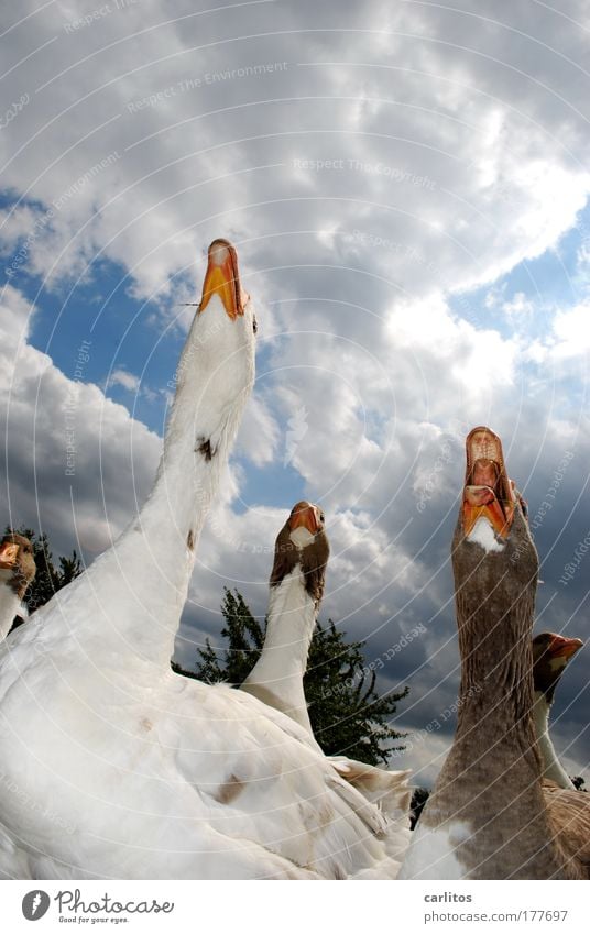 "Sorry, we're back again... Worm's-eye view Goose Roasted goose Garden Martinmas Agriculture Forestry Village Farm animal Animal face Group of animals Observe