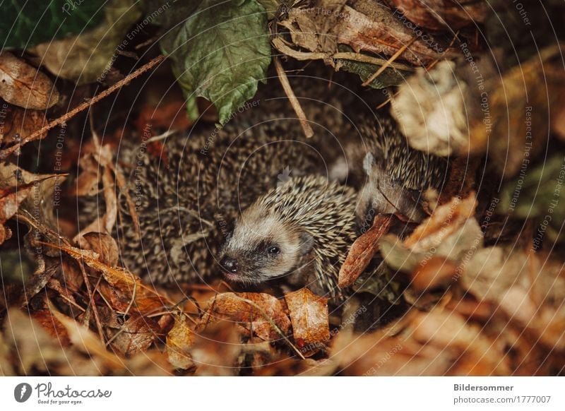 . Nature Animal Autumn Ice Frost Leaf Garden Park Meadow Wild animal Hedgehog 1 4 Group of animals Baby animal Observe Looking Sleep Growth Cute Thorny Brown