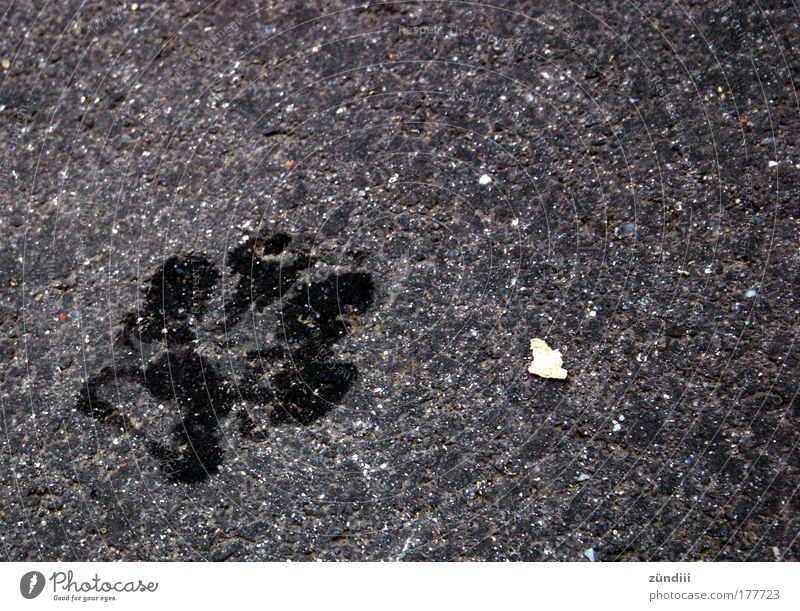 on the way Black & white photo Exterior shot Copy Space right Neutral Background Bird's-eye view Dog Stone Animal tracks Wet Paw Imprint Day