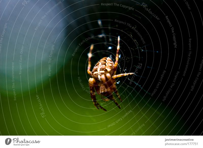 Araneus Colour photo Exterior shot Spider Fear Animal Green Transparent dark