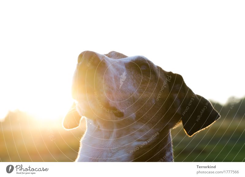Dog in backlight Pet Animal portrait Exterior shot Nature Sun Looking White Brown white background Pelt Colour photo Animal face Snout Close-up Dog's head