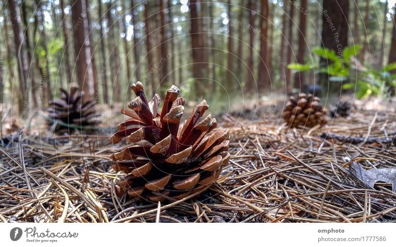 Several pine cones fallen on the ground in the forest in a sunny day. Nature Plant Tree Forest Natural Brown Cone Ground Fallen Seasons Conifer Close-up