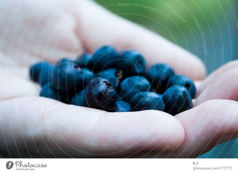 leaf bear Colour photo Subdued colour Exterior shot Close-up Deserted Shallow depth of field Food Fruit Blueberry Organic produce Hand Discover Eating Fresh