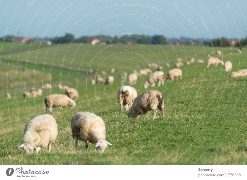 Lawn mowing in Northern Germany Nature Landscape Plant Animal Sky Cloudless sky Summer Beautiful weather Grass Coast North Sea Dike Farm animal Flock Sheep