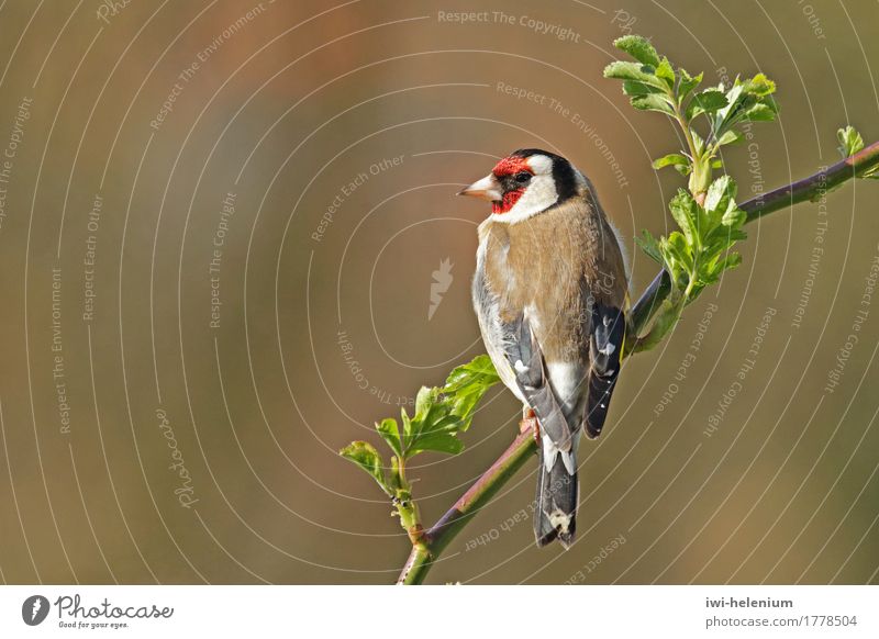 Stieglitz - Bird of the Year 2016 Animal Observe Sit Brown Red Black White goldfinch Finch Carduelis carduelis Mask yellow wing bandage Colour photo
