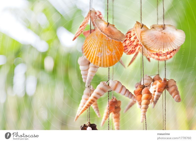Decoration made of colorful hanging shells. Rope Nature Souvenir Yellow Green Mussel shell Hanging background orange Object photography Close-up