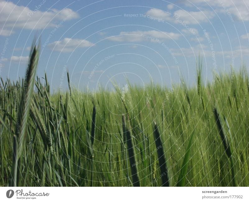 field Colour photo Close-up Deserted Copy Space top Copy Space bottom Day Light Shadow Sunlight Shallow depth of field Panorama (View) Environment Nature