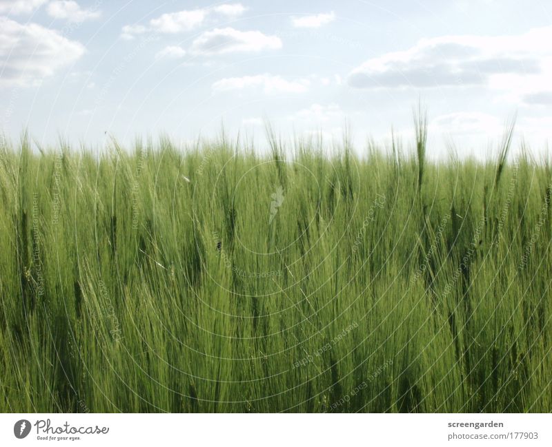 field Colour photo Deserted Copy Space top Copy Space bottom Day Light Shadow Shallow depth of field Long shot Nature Landscape Summer Plant Foliage plant